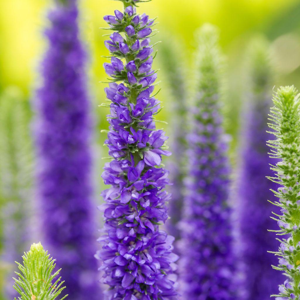 Veronica Longifolia First Glory - View 9 from www redcrocus com
