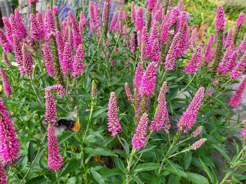 Veronica Longifolia First Love - View 11 from www redcrocus com