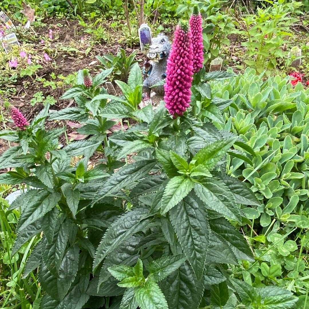 Veronica Longifolia First Love - View 13 from www redcrocus com