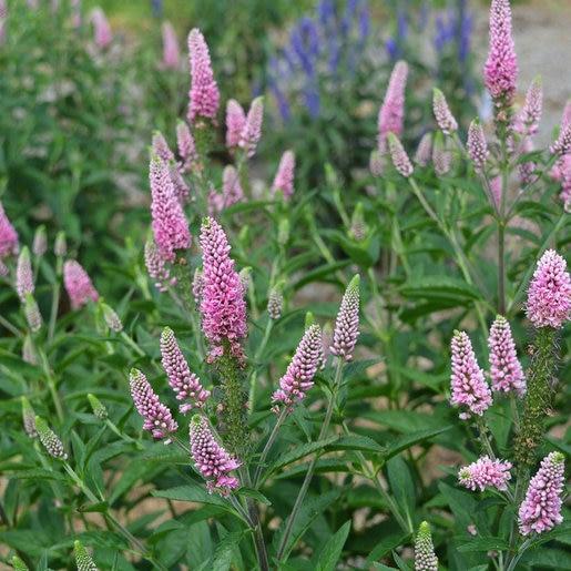 Veronica Longifolia First Love - View 14 from www redcrocus com