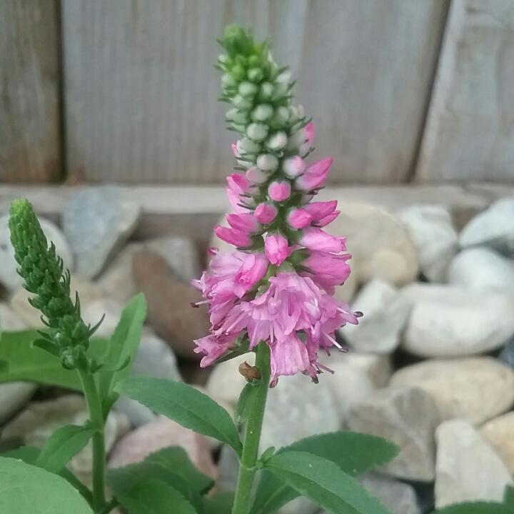 Veronica Longifolia First Love - View 15 from www redcrocus com