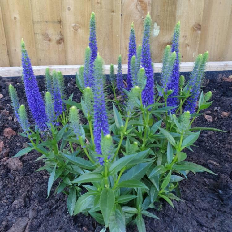 Veronica Longifolia First Love - View 16 from www redcrocus com