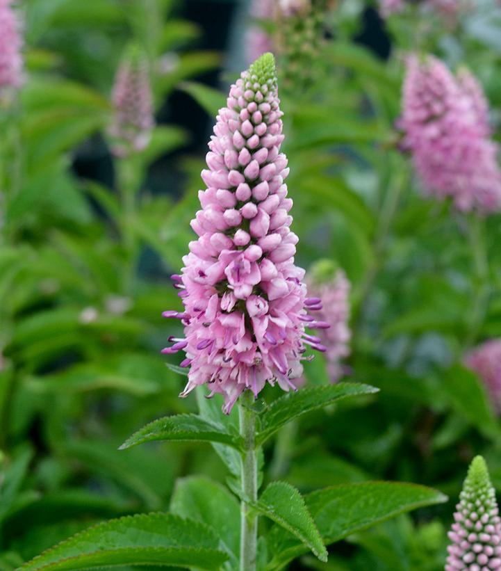 Veronica Longifolia First Love - View 2 from www redcrocus com