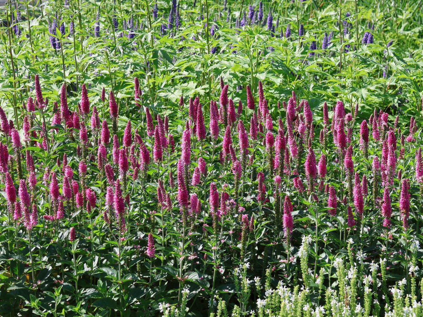 Veronica Longifolia First Love - View 3 from www redcrocus com