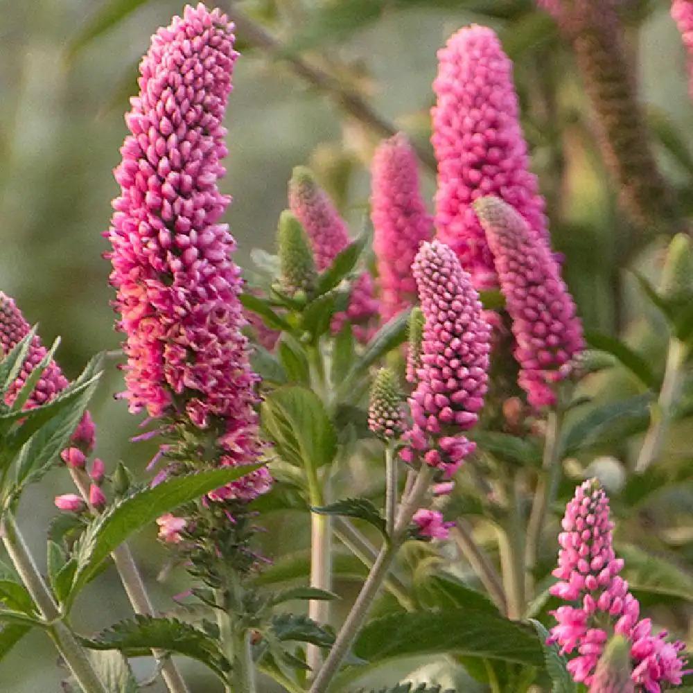 Veronica Longifolia First Love - View 4 from www redcrocus com