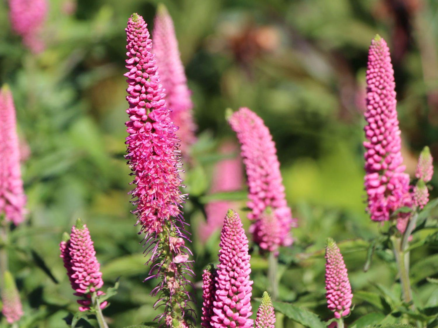 Veronica Longifolia First Love - View 5 from www redcrocus com