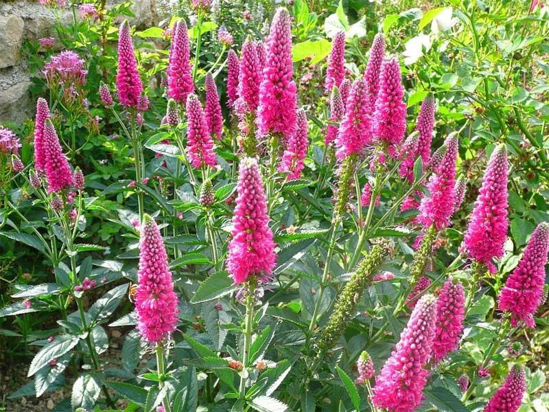 Veronica Longifolia First Love - View 6 from www redcrocus com