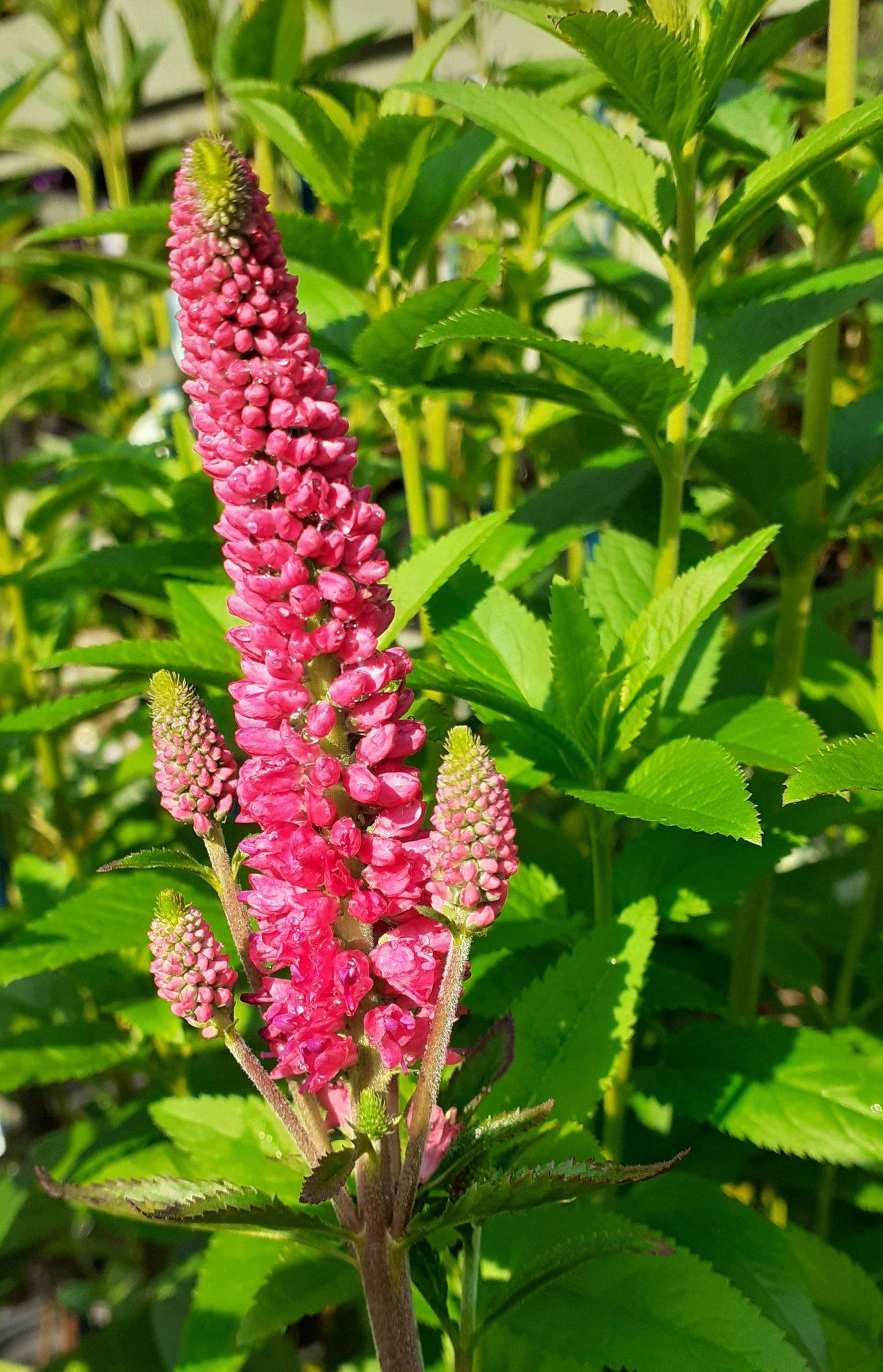 Veronica Longifolia First Love - View 7 from www redcrocus com