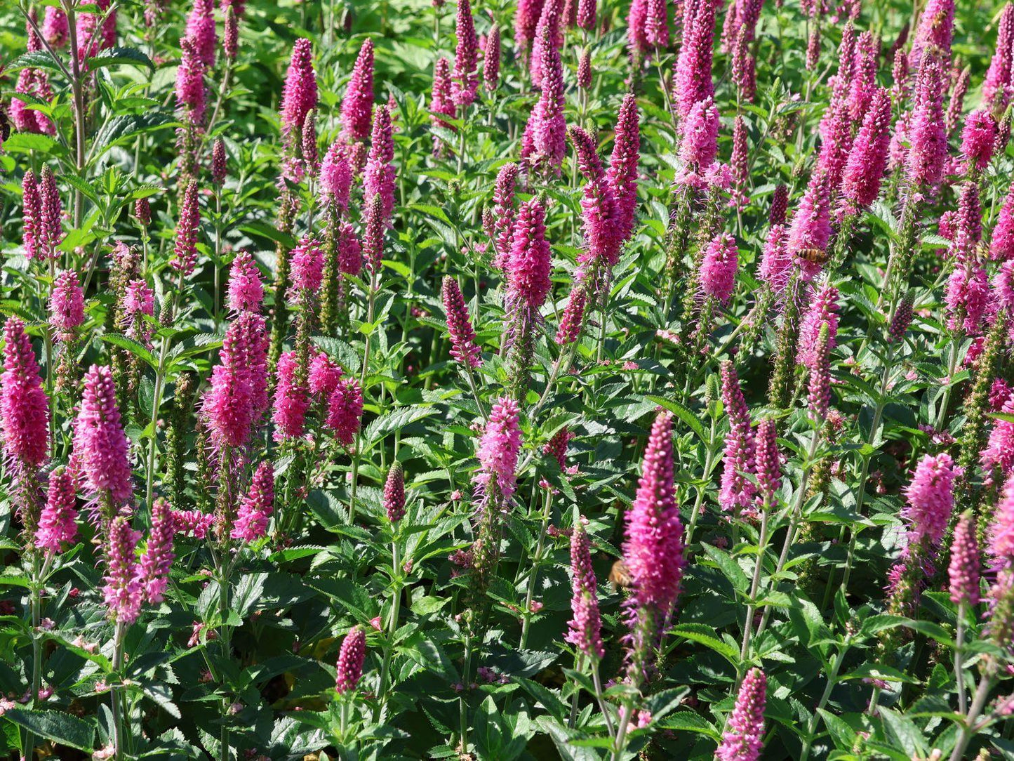Veronica Longifolia First Love - View 9 from www redcrocus com