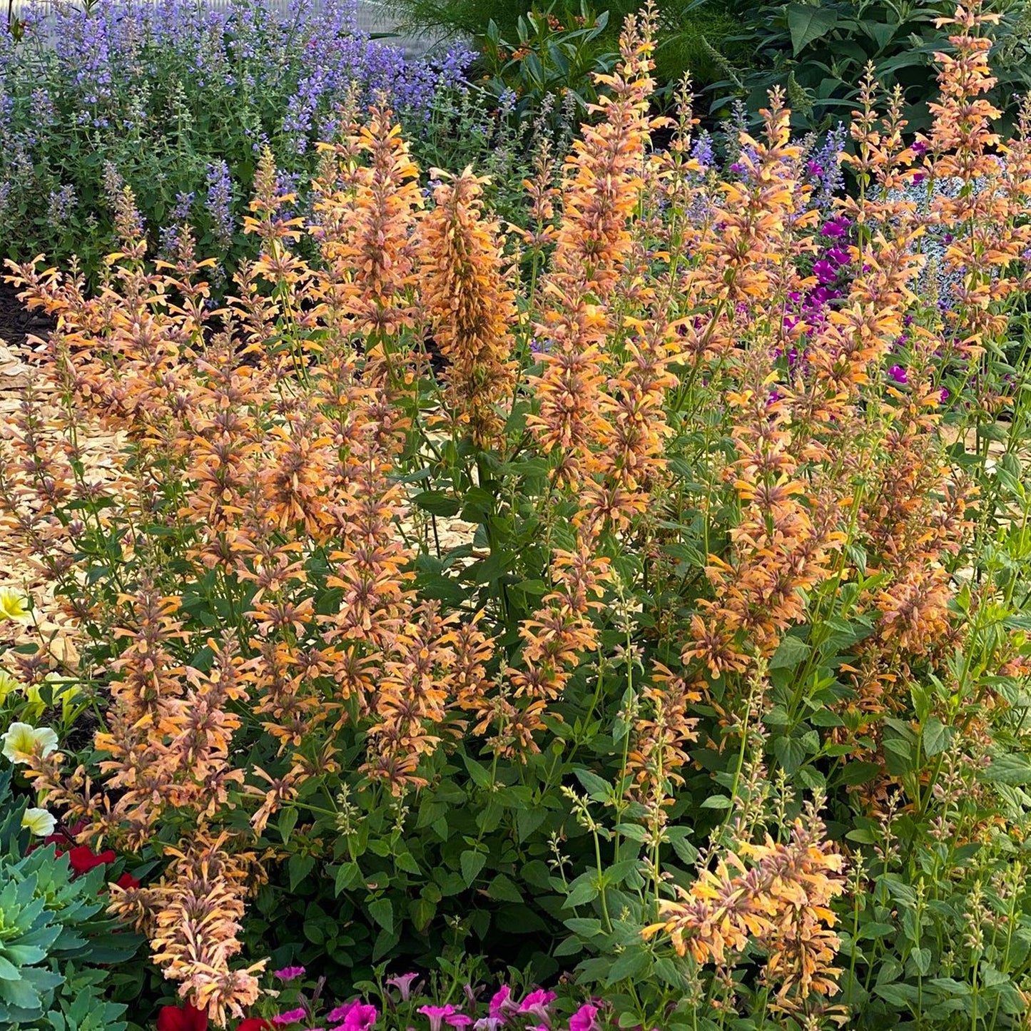 Agastache 'mango Tango' - View 8 from www redcrocus com