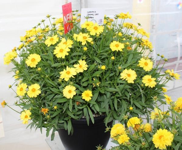 Coreopsis Grandiflora Leading Lady Lauren - View 11 from www redcrocus com