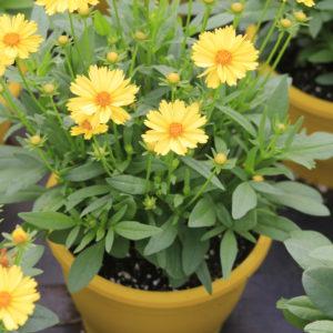 Coreopsis Grandiflora Leading Lady Lauren - View 14 from www redcrocus com
