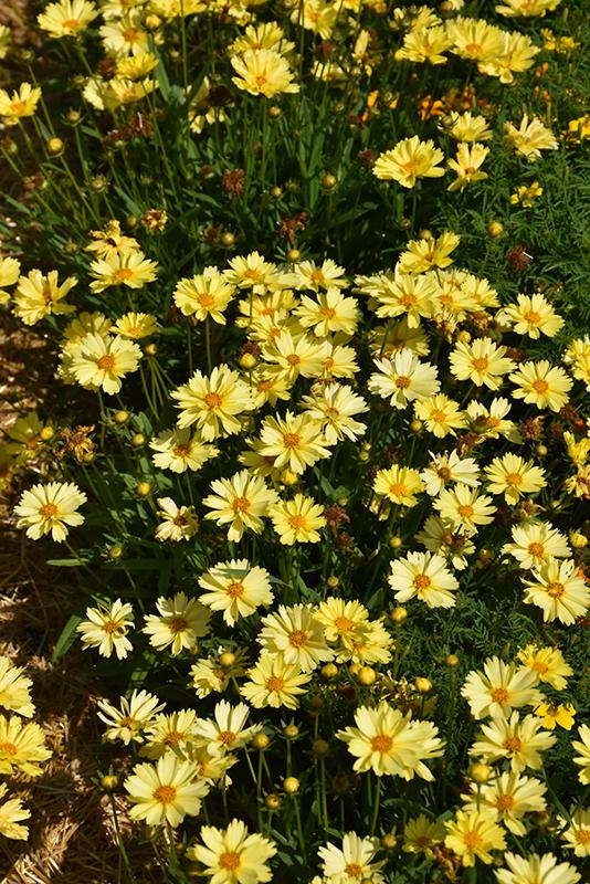 Coreopsis Grandiflora Leading Lady Lauren - View 3 from www redcrocus com