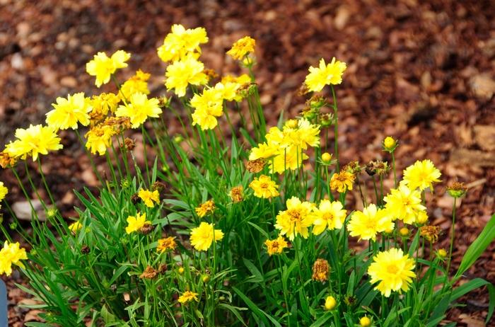 Coreopsis Grandiflora Leading Lady Lauren - View 4 from www redcrocus com