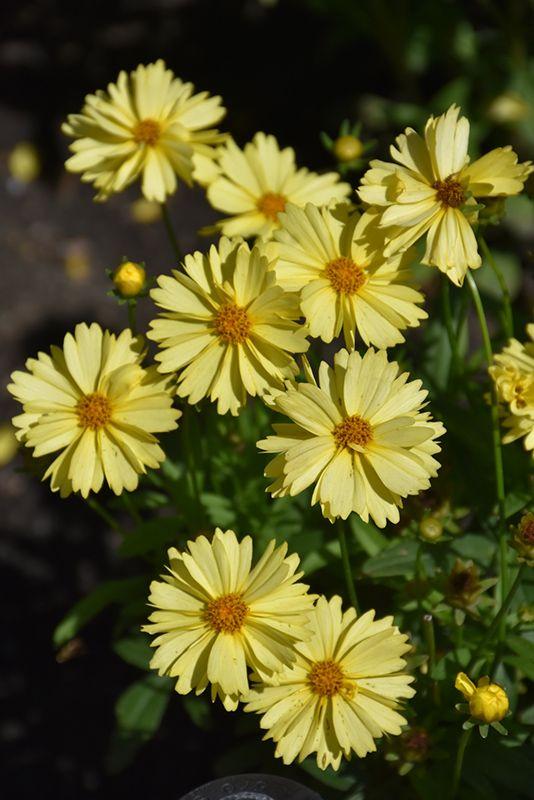 Coreopsis Grandiflora Leading Lady Lauren - View 6 from www redcrocus com