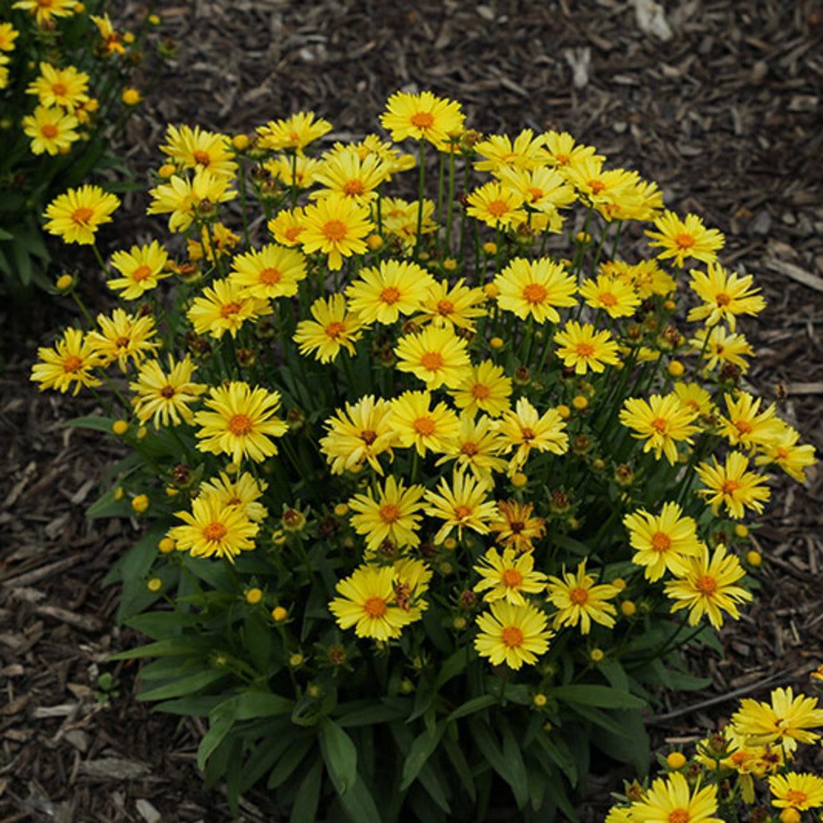 Coreopsis Grandiflora Leading Lady Lauren - View 7 from www redcrocus com