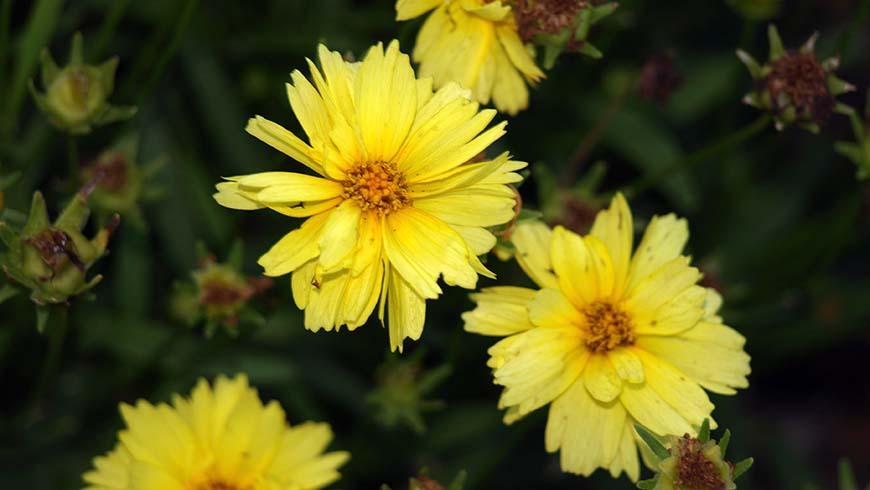 Coreopsis Grandiflora Leading Lady Lauren - View 9 from www redcrocus com