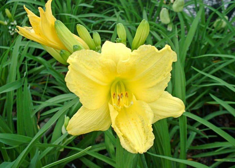 Hemerocallis X Happy Returns - View 16 from www redcrocus com