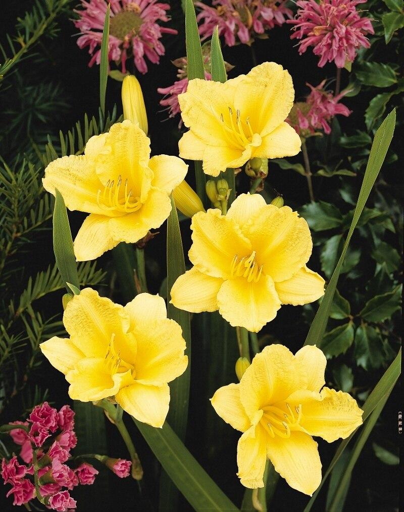 Hemerocallis X Happy Returns - View 6 from www redcrocus com