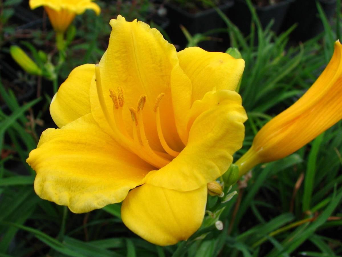Hemerocallis X Stella D Oro - View 10 from www redcrocus com