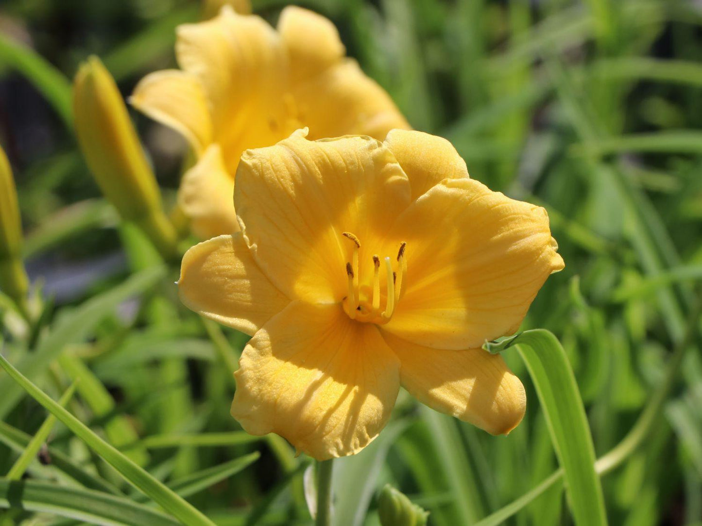 Hemerocallis X Stella D Oro - View 13 from www redcrocus com