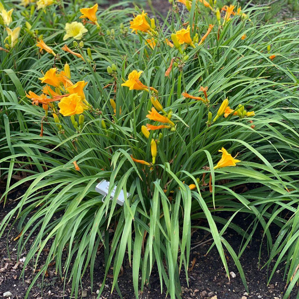 Hemerocallis X Stella D Oro - View 4 from www redcrocus com