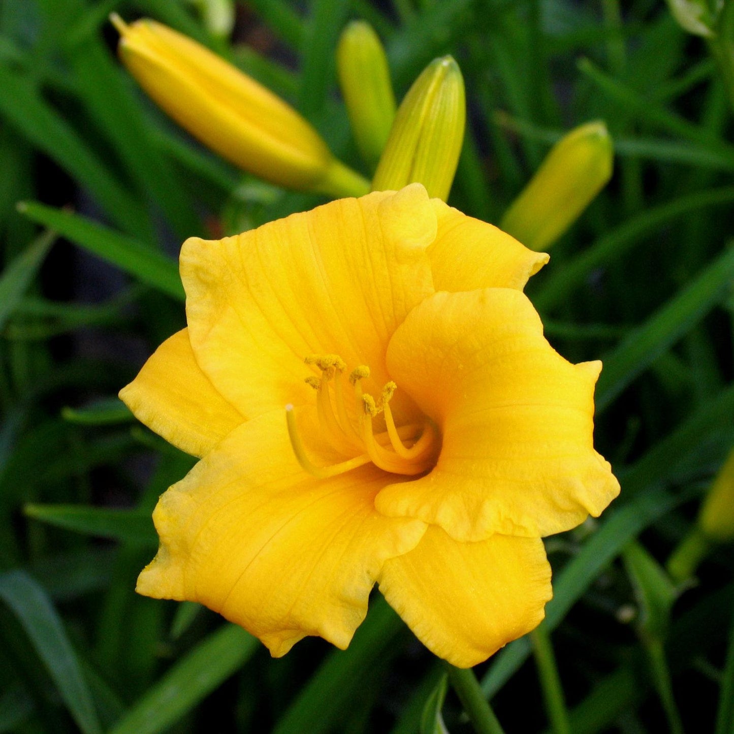 Hemerocallis X Stella D Oro - View 6 from www redcrocus com