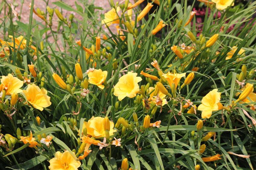 Hemerocallis X Stella D Oro - View 9 from www redcrocus com