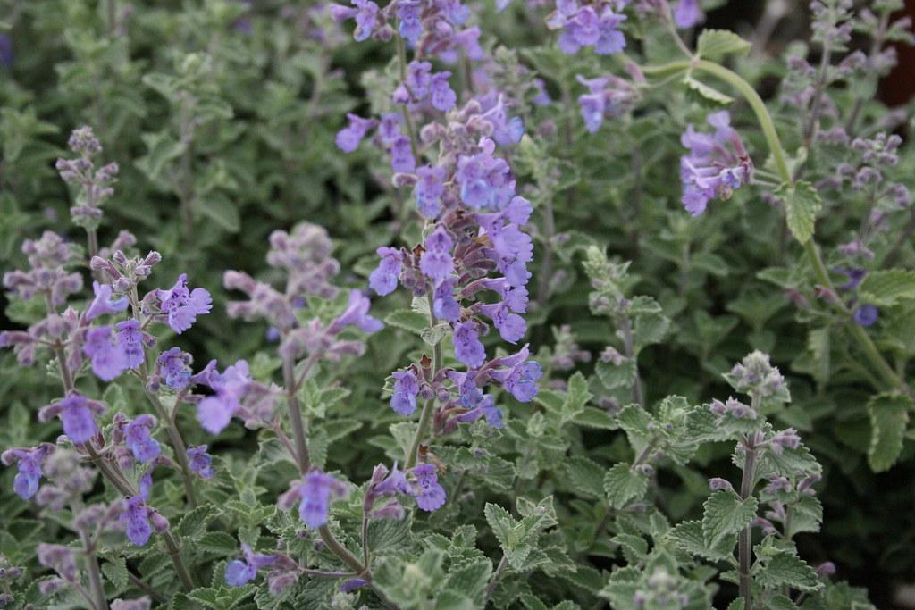 Nepeta X Faassenii Dropmore - View 15 from www redcrocus com