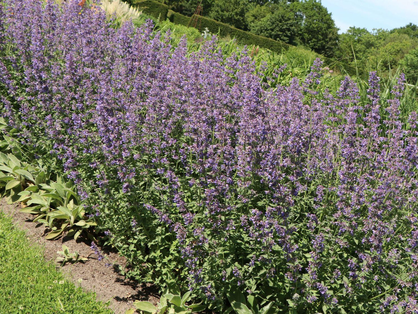 Nepeta X Faassenii Dropmore - View 3 from www redcrocus com