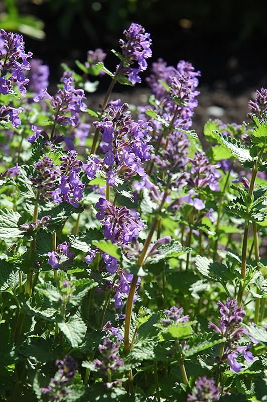 Nepeta X Faassenii Dropmore - View 4 from www redcrocus com