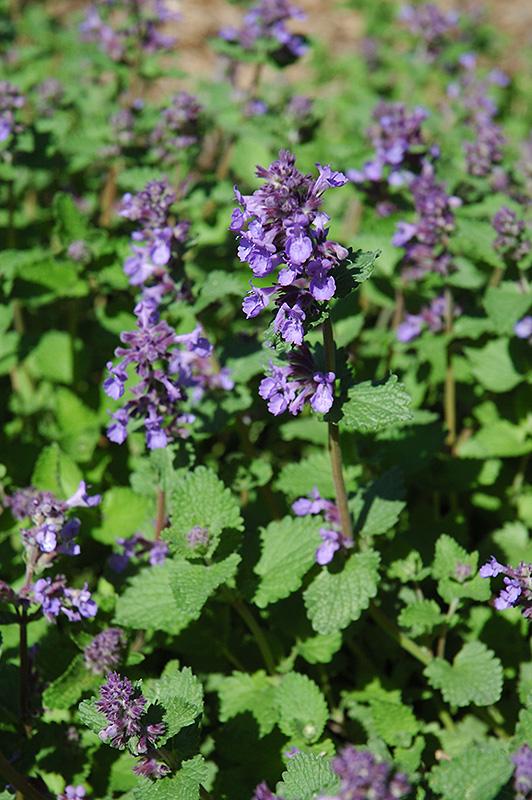 Nepeta X Faassenii Dropmore - View 5 from www redcrocus com