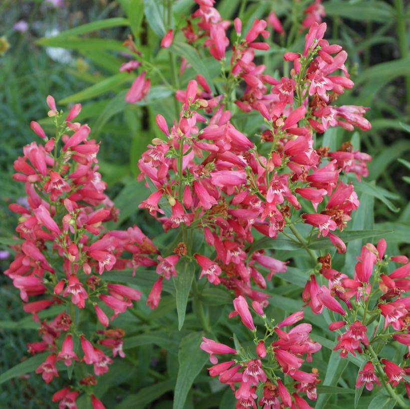 Penstemon Schmidel Red Riding Hood - View 4 from www redcrocus com