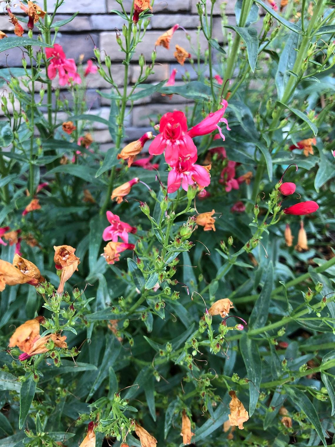 Penstemon Schmidel Red Riding Hood - View 8 from www redcrocus com