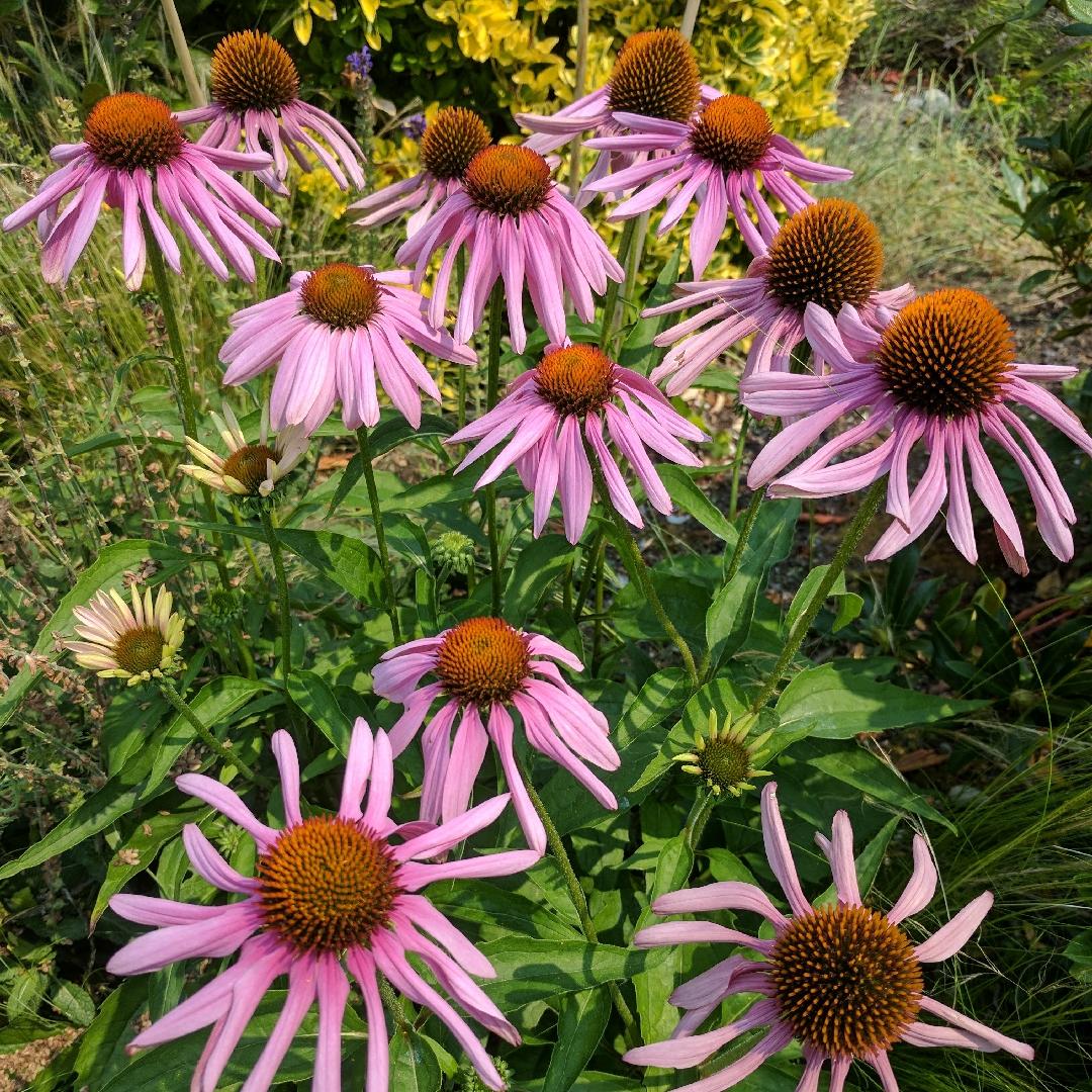 Echinacea Purpurea Prairie Splendor - View 3 from www redcrocus com