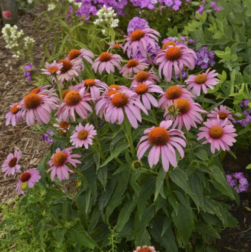 Echinacea Purpurea Prairie Splendor - View 5 from www redcrocus com