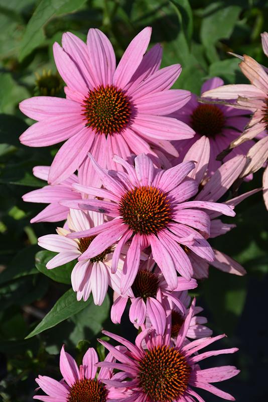 Echinacea Purpurea Prairie Splendor - View 7 from www redcrocus com