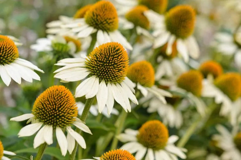 Echinacea Purpurea White Swan - View 13 from www redcrocus com