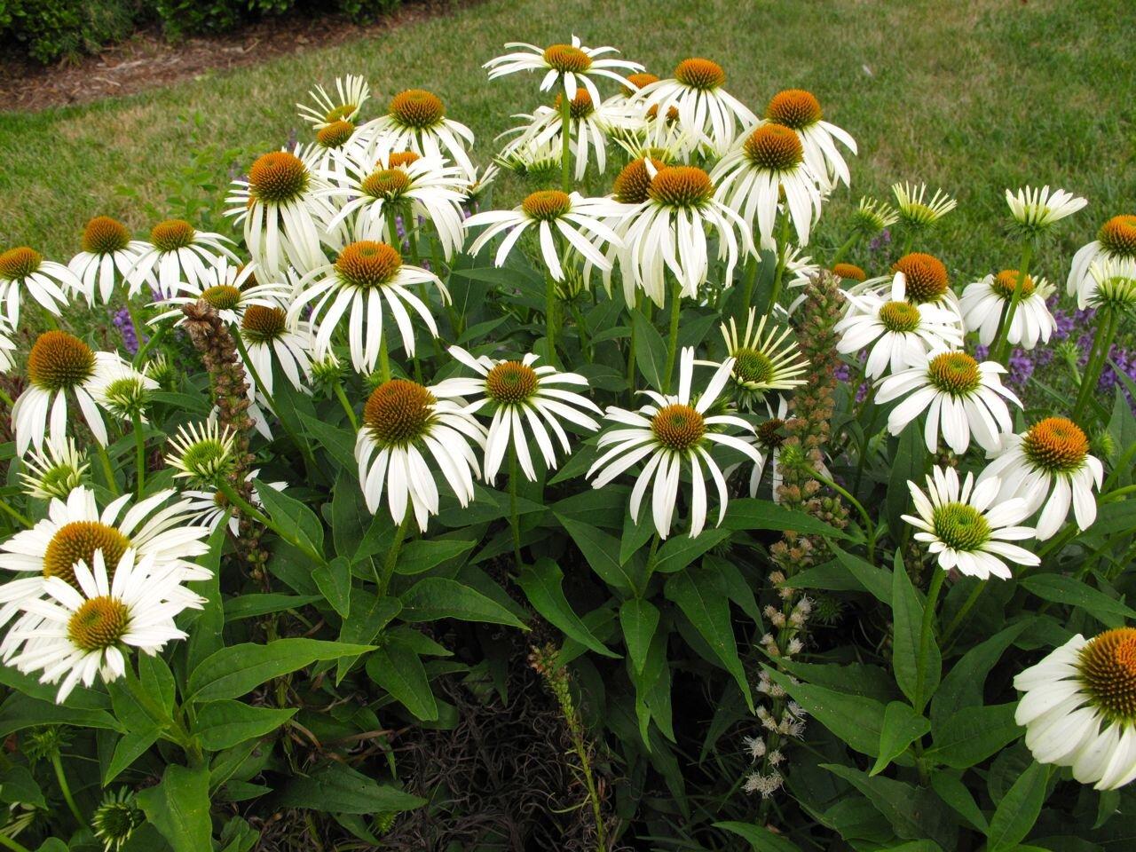 Echinacea Purpurea White Swan - View 15 from www redcrocus com