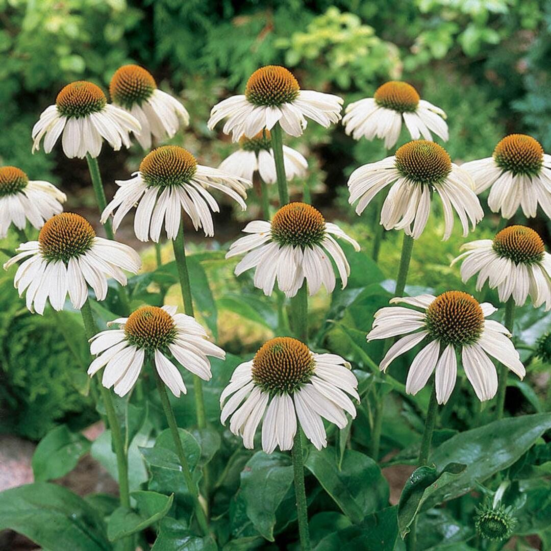 Echinacea Purpurea White Swan - View 17 from www redcrocus com