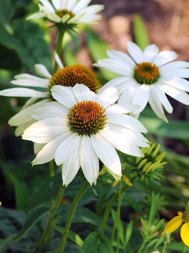 Echinacea Purpurea White Swan - View 18 from www redcrocus com
