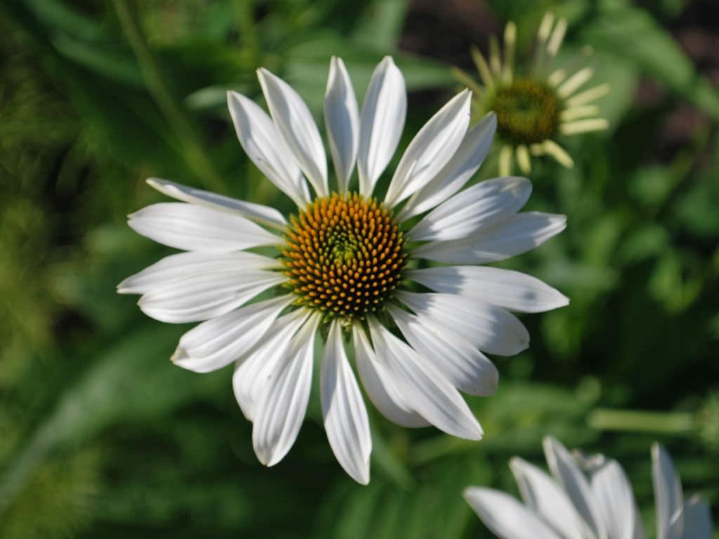Echinacea Purpurea White Swan - View 19 from www redcrocus com