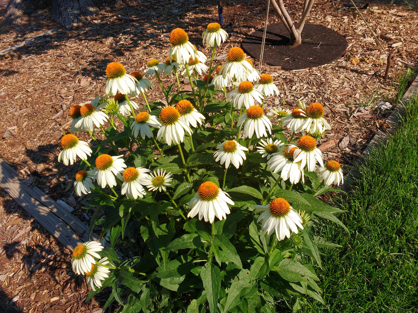Echinacea Purpurea White Swan - View 4 from www redcrocus com