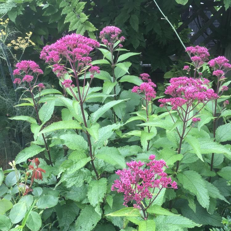 Eupatorium Dubium Baby Joe - View 10 from www redcrocus com