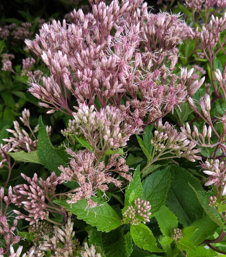 Eupatorium Dubium Baby Joe - View 11 from www redcrocus com
