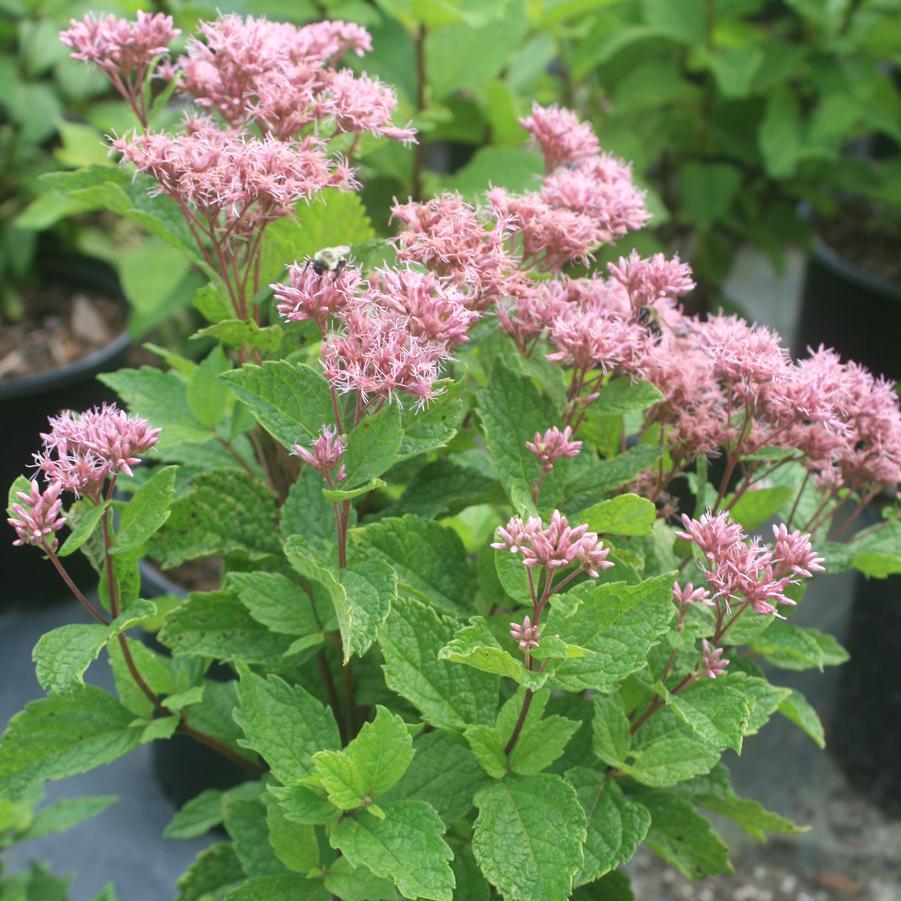 Eupatorium Dubium Baby Joe - View 12 from www redcrocus com