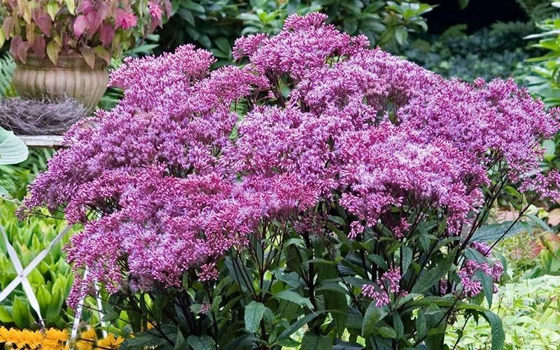 Eupatorium Dubium Baby Joe - View 13 from www redcrocus com