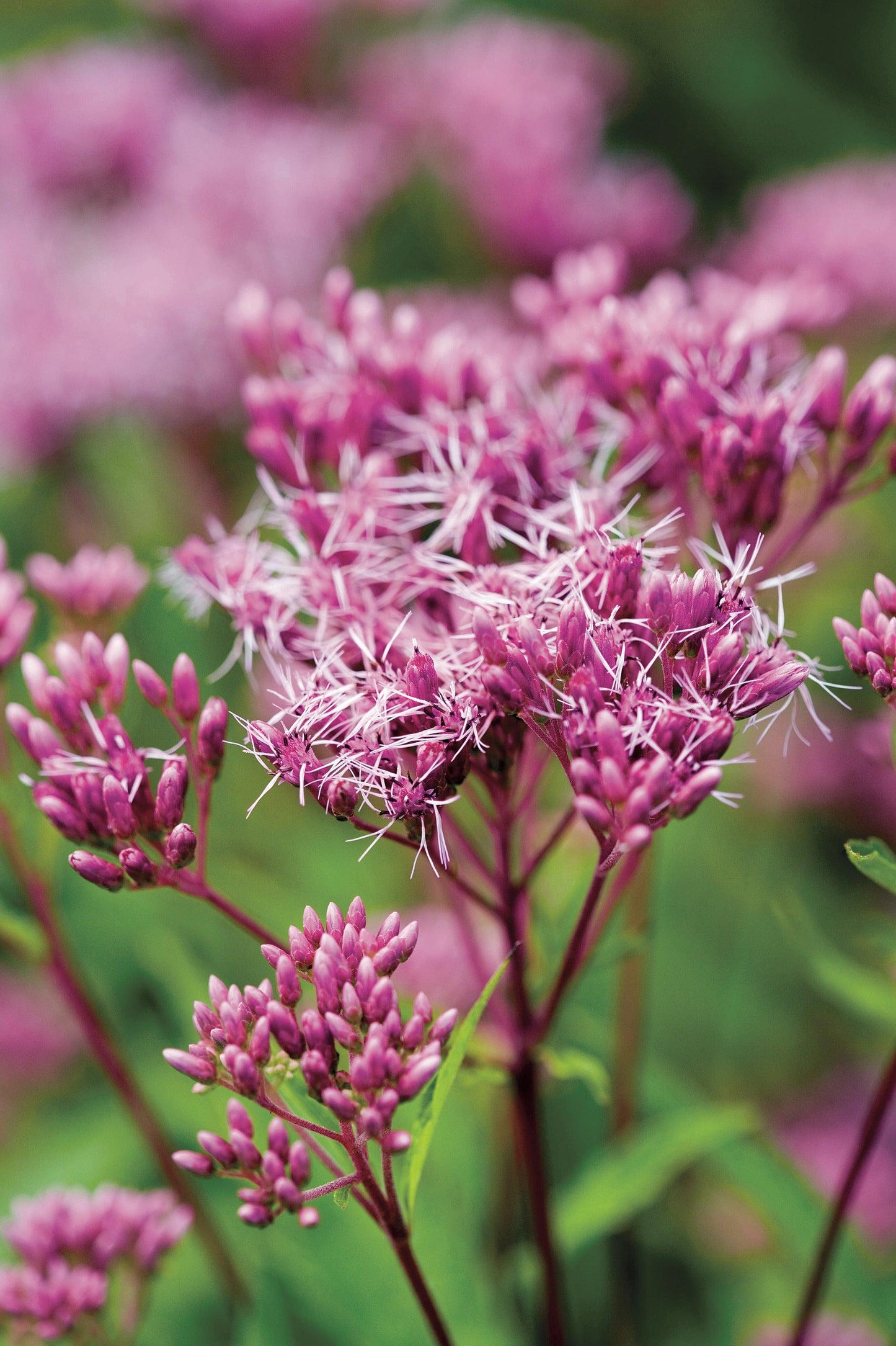 Eupatorium Dubium Baby Joe - View 14 from www redcrocus com