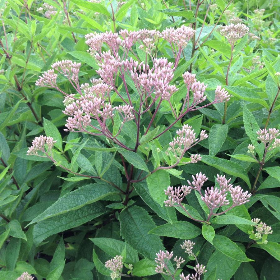 Eupatorium Dubium Baby Joe - View 15 from www redcrocus com