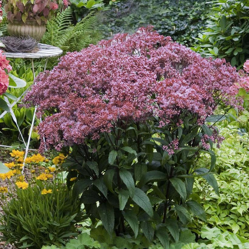 Eupatorium Dubium Baby Joe - View 16 from www redcrocus com